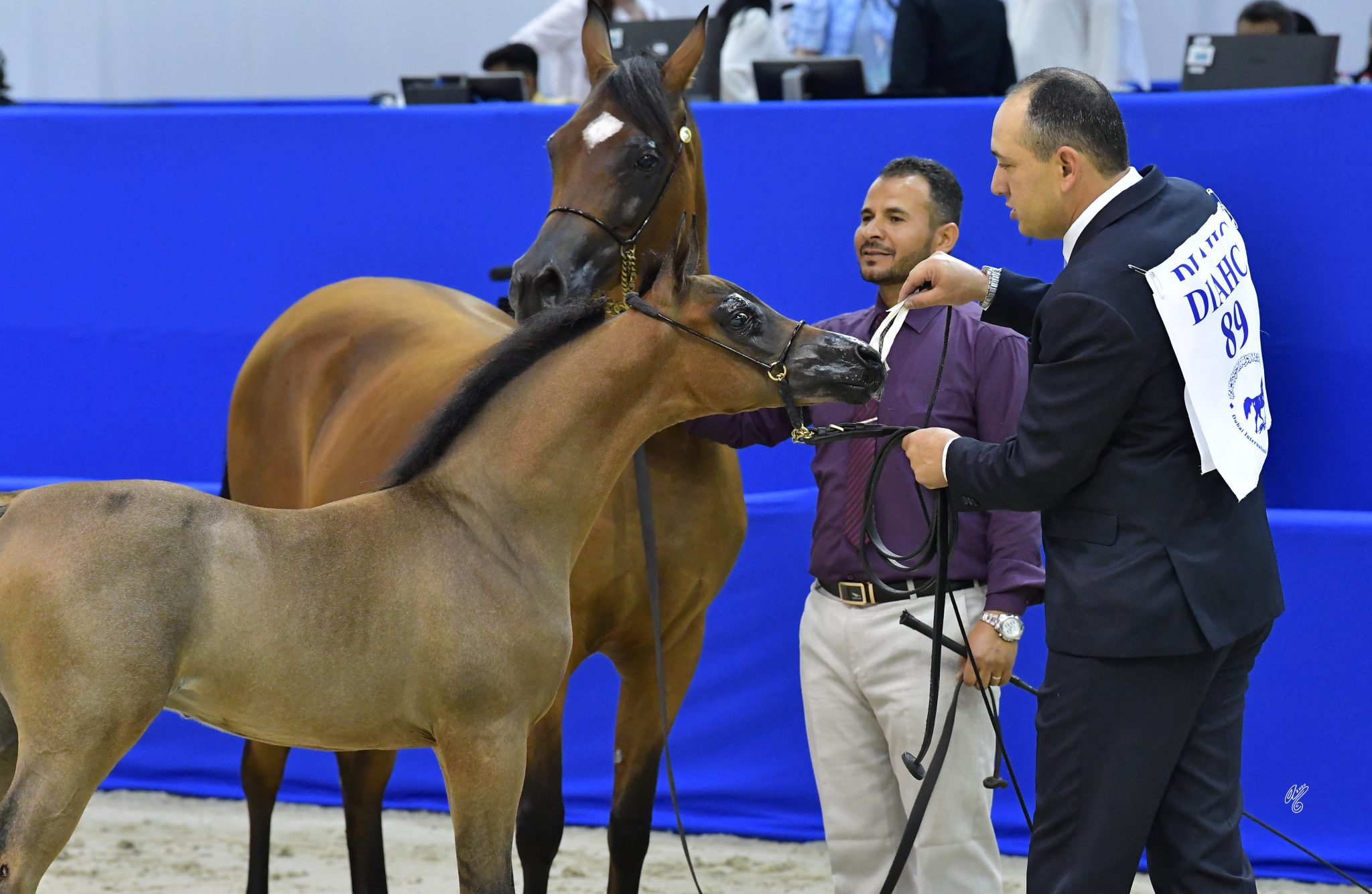 Dubai International Arabian Horse Championships 2020 The Arabian Magazine