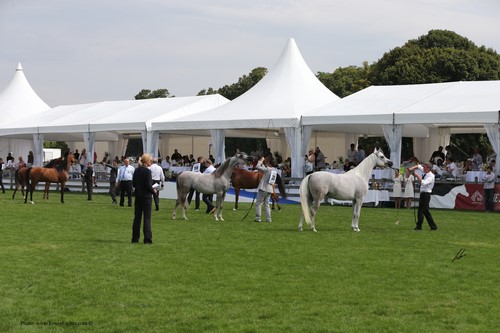 Show ring 
