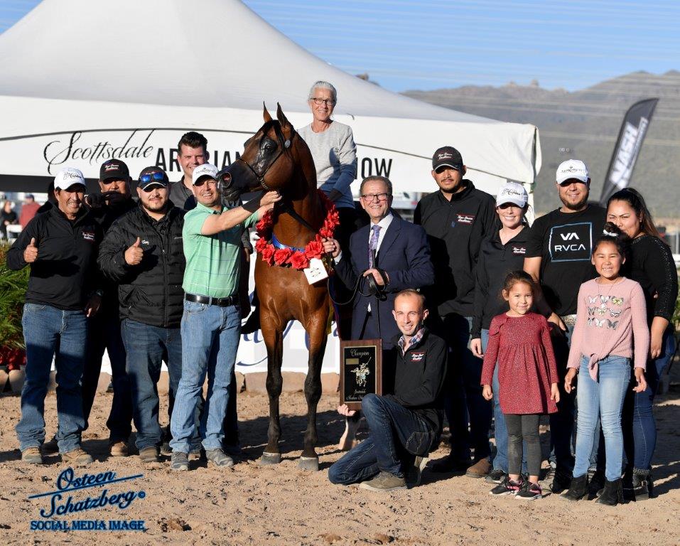 The Scottsdale Arabian Horse Show The Show Must Go On! The Arabian