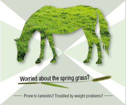 Worried about the spring grass? Prone to laminitis? 
