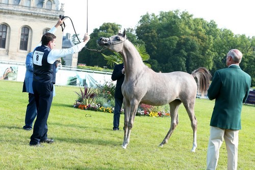 Arabian Horse Organization Breeders’ Championship Europe