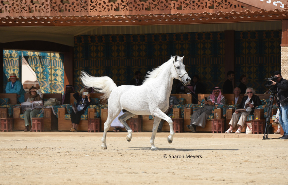 Celebrating the Breeders – The Royal Arabian Studs of Bahrain