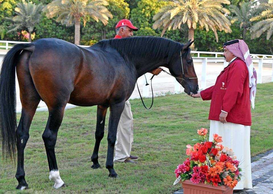 HM The Queen gifts Arabian horse to HM The King of Bahrain