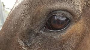 Iowa State University College of Veterinary Medicine Studying Immunocidin Equine in Two Types of Cancer