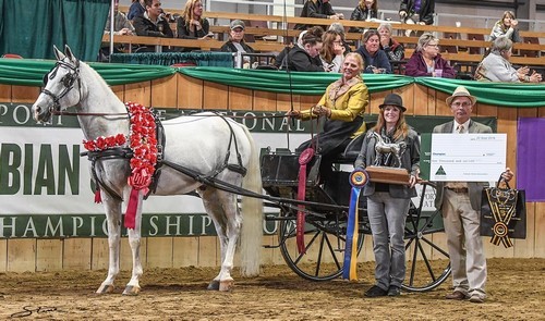 Linda Kaye Hollingsworth-Jones Earns Neue Schule USA Best Hands Award at Sport Horse National Arabian Championships