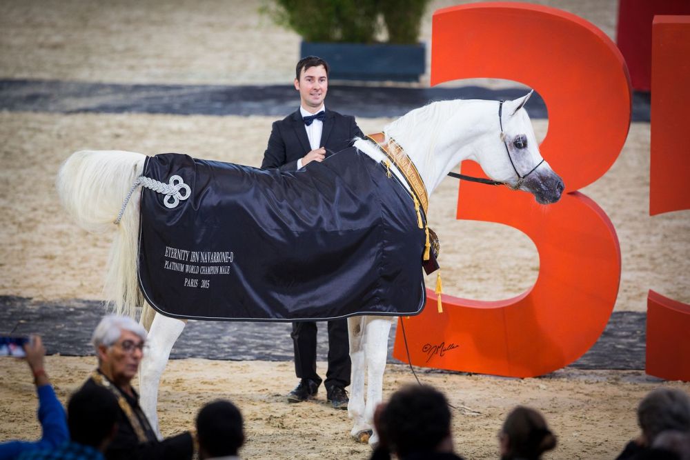  Platinum World Champion Stallion: Eternity Ibn Navarroné-D
