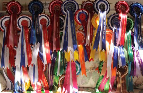 Teenagers Triumph in Performance Horse Awards