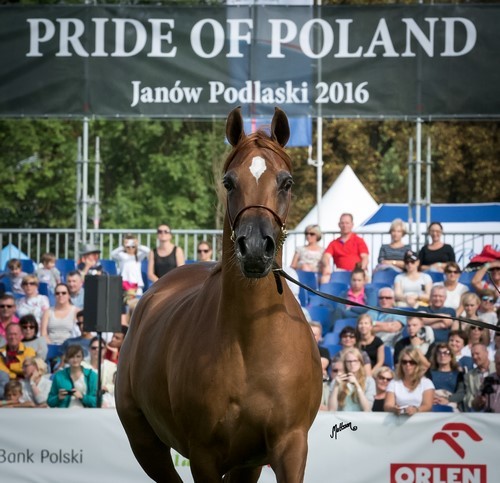 The 2016 Polish National Championships