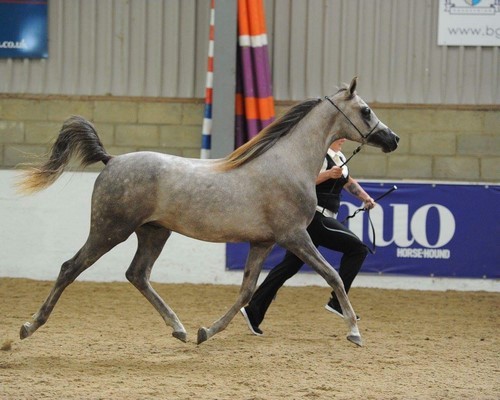 The Norfolk and Suffolk Arabian Horse Group Annual Show