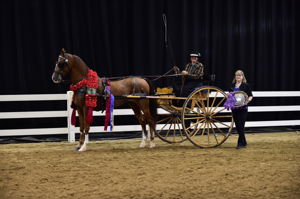 TheraPlate Crowns Slim Shady its Peak Performance Award Winner at AHA Sport Horse Nationals