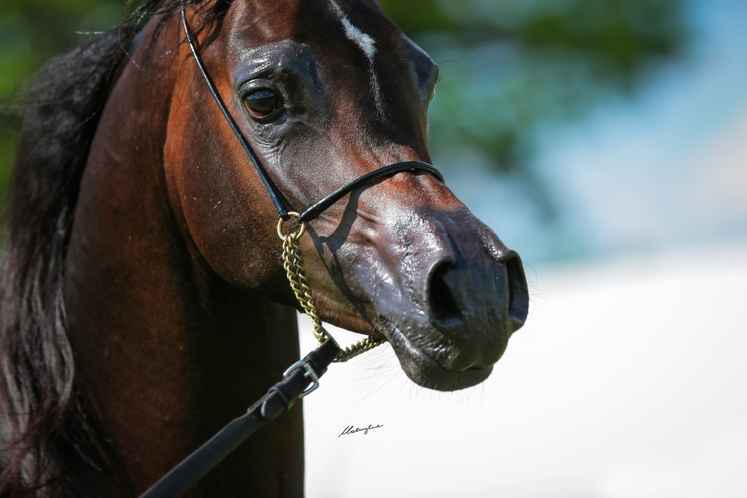 Bialka Spring Show Janow Podlaski Michalow Morion Arabian Horses