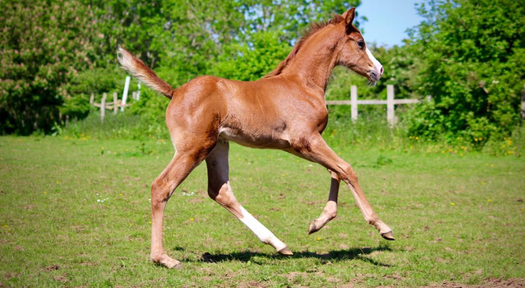 Arab Warmblood cross foal the girl with the jumping arabs