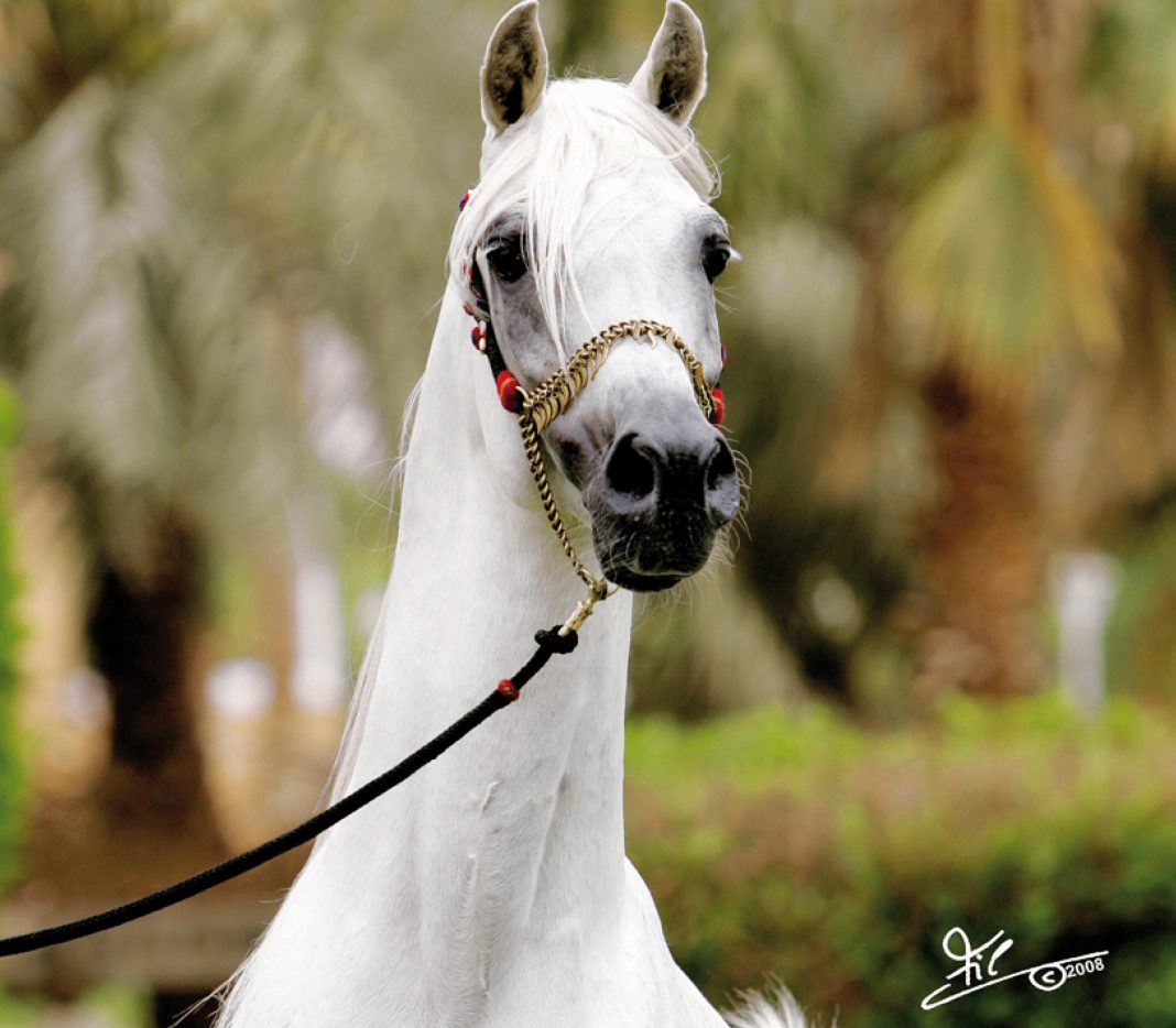 Farres straight Egyptian The Arabian Magazine cover star stallion