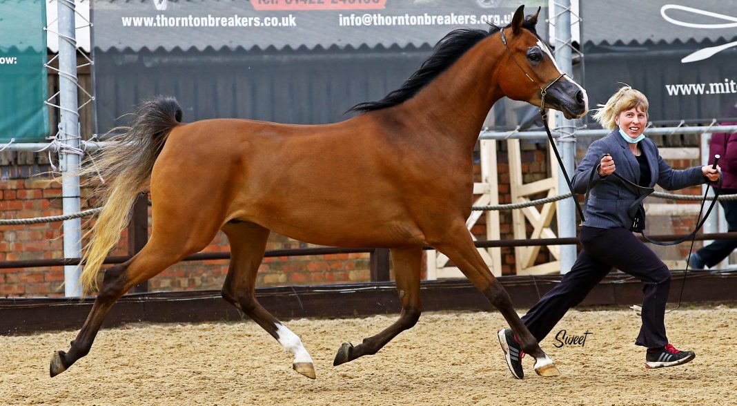 DA Krrystaldi Midland Arabian Festival Sweet Photography Arabian horses