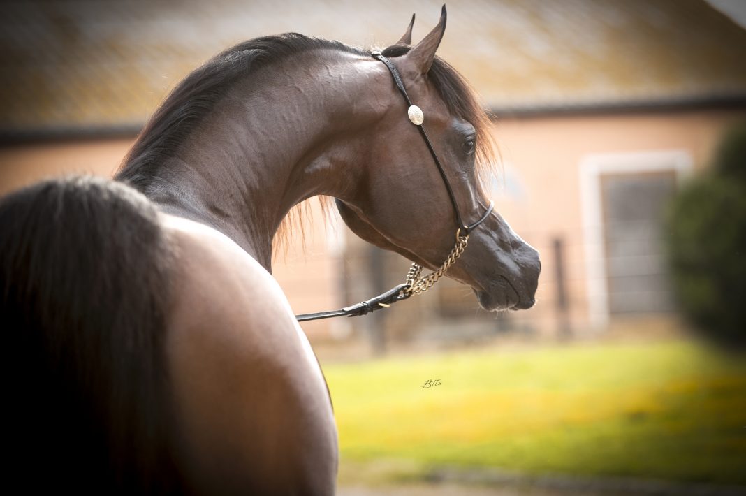 Herodotus Al Shiraa Eralda Al Shiraa Arabians Emerald J