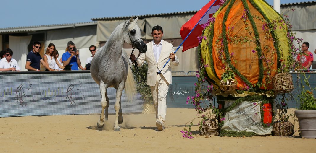 Mediterranean and Arab Countries Arabian Horse Championships