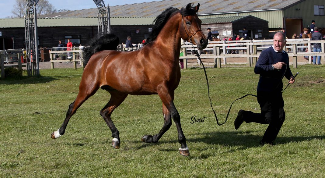 Psyrios Contender MWA Lisa Smith Arabian horse Magnum Chall HVP