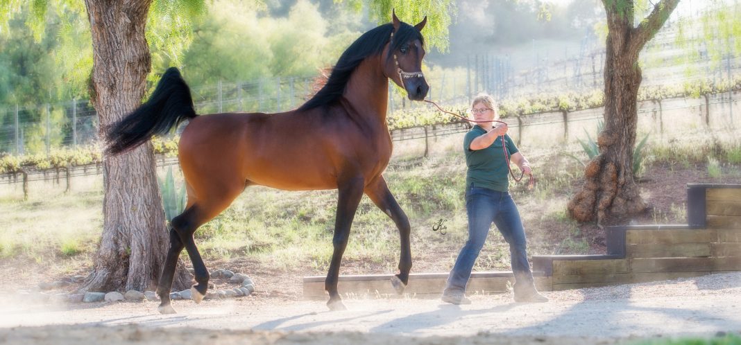 Om El Shawan Arabian stallion Om El Arab The Arabian Magazine FA El Rasheem