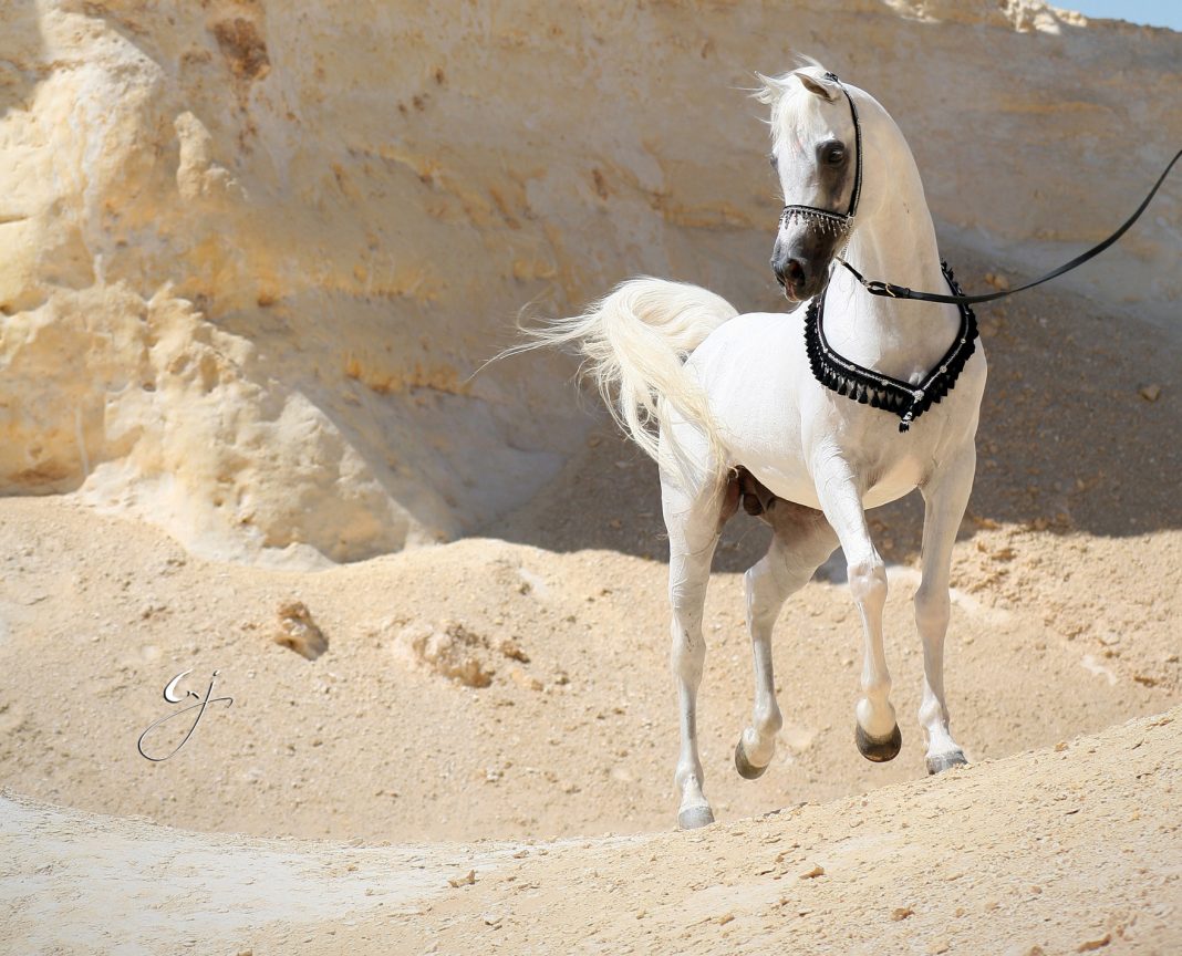 Arabian Breeders in the United Arab Emirates