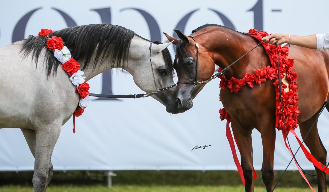 Sopot Arabian Horse Show