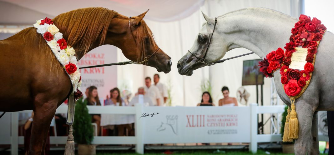 Polish National Championships Janow Podlaski Michalow Stud Bialka Stud Arabian horses