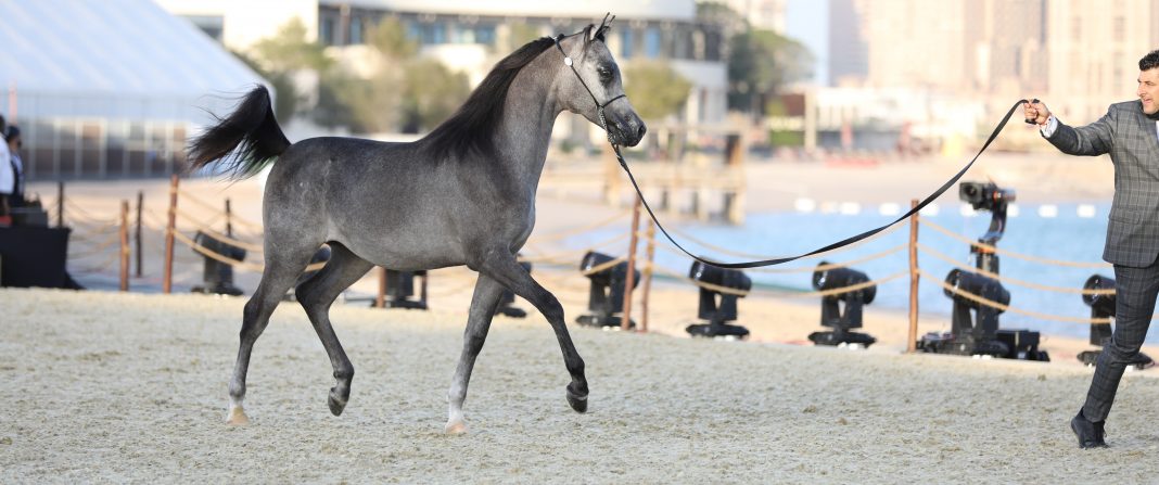 Theeban al Rayyan Arabian Peninsula Show Katara