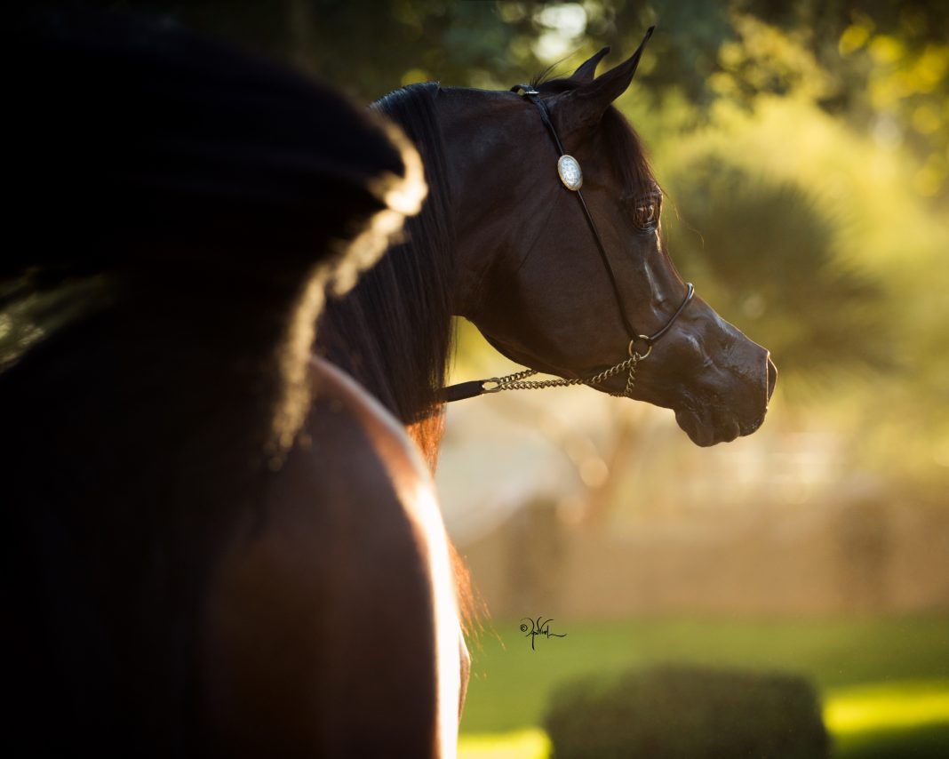 Royal Asad Royal Arabians El Tino The Arabian Magazine