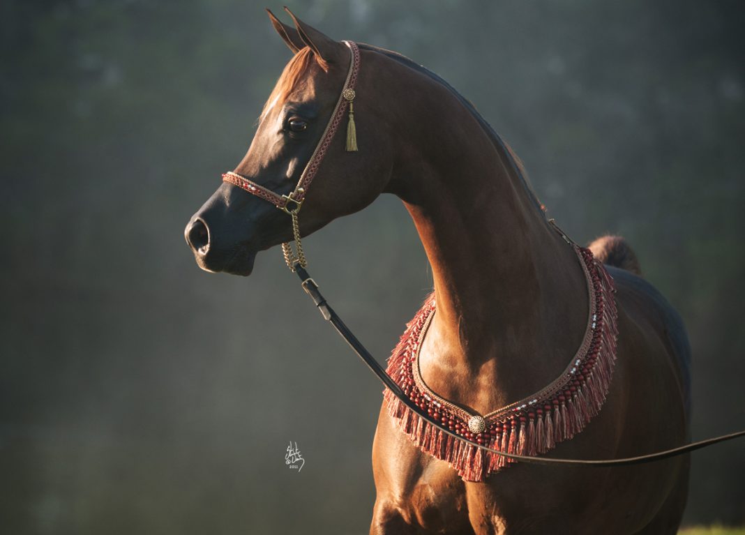 Bay mare in show halter