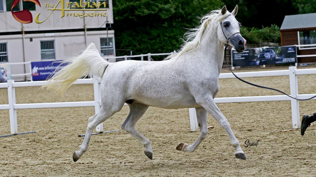 Fleabitten grey mare Laranda