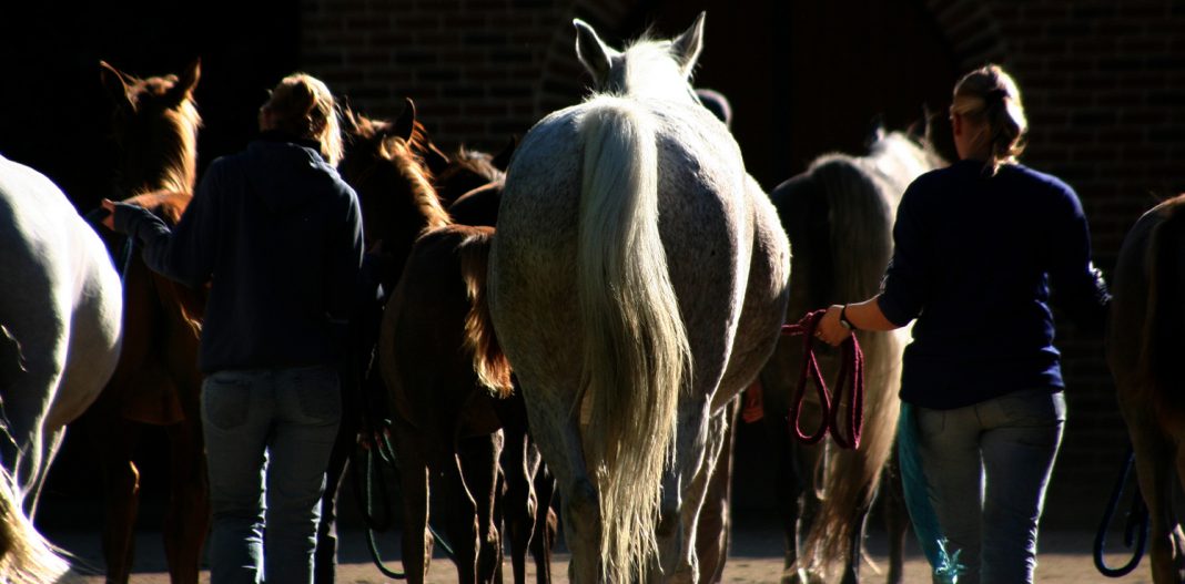 A group of mares and foals returning to the barn