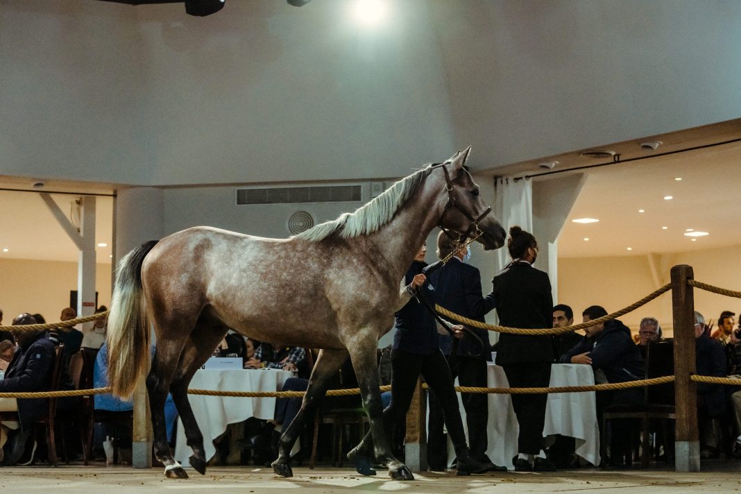 Arqana Purebred Arabian Sale 2022