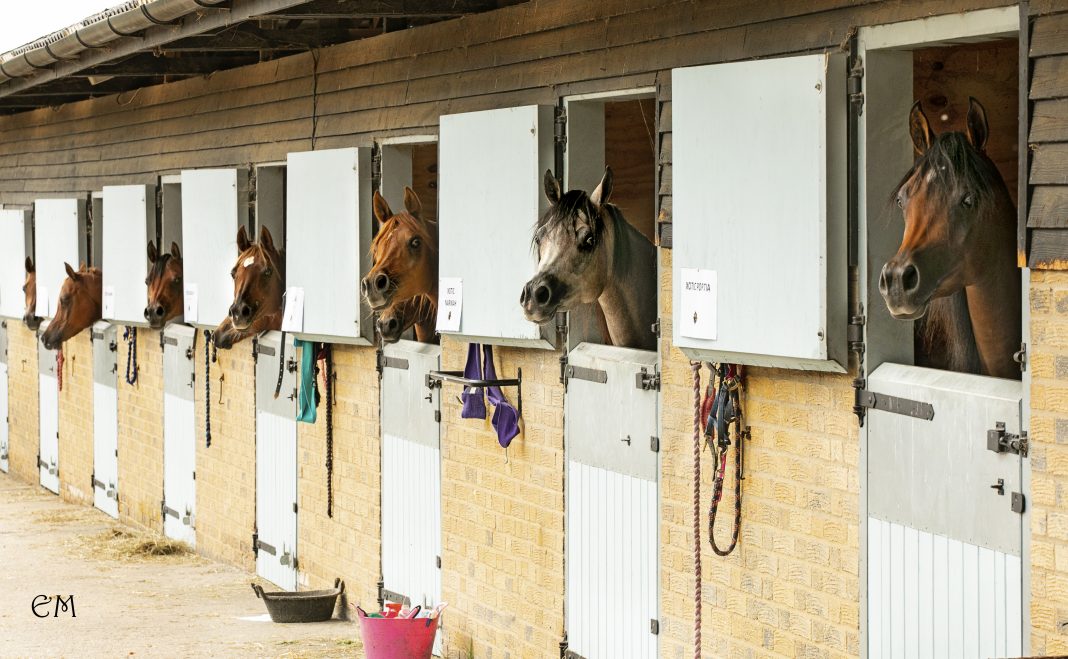 Row of Arabian horses looking out of stable doors