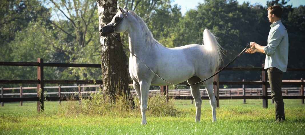 Basmah Albidayer grey Arabian mare