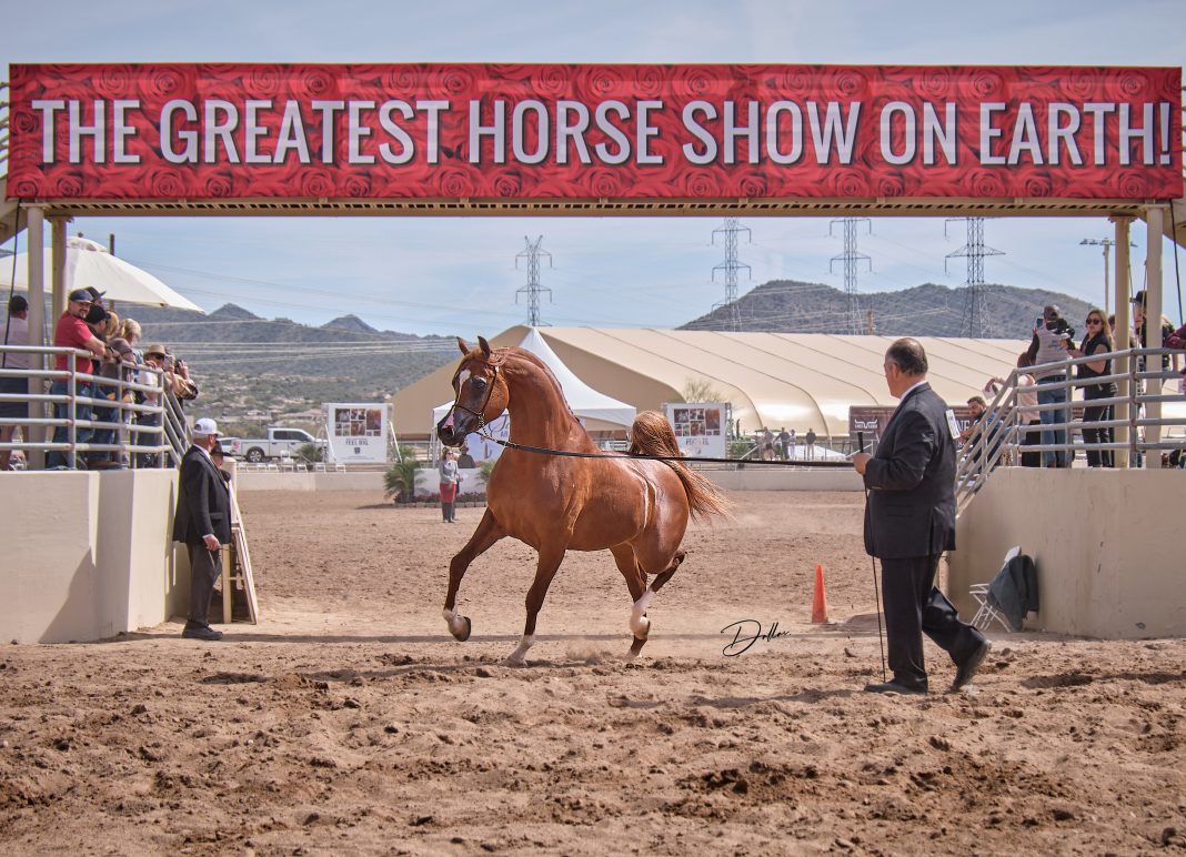 Scottsdale Arabian Horse Show