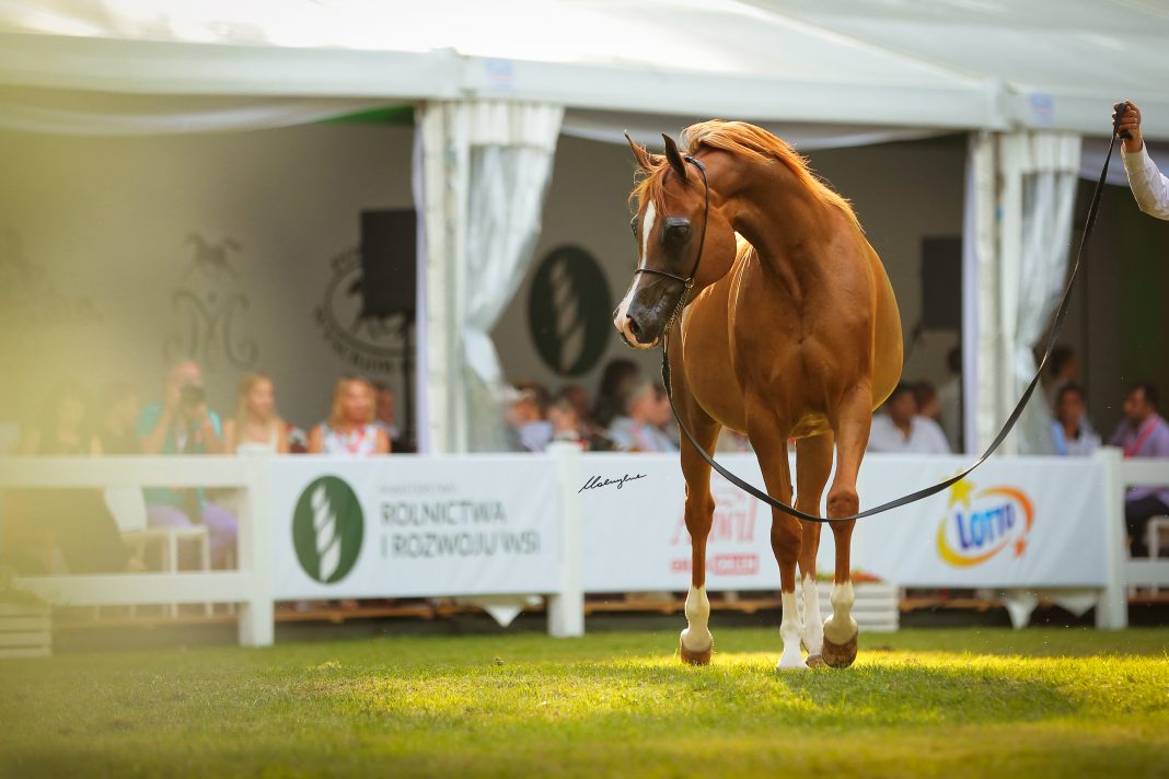 Chestnut horse at the Pride of Poland