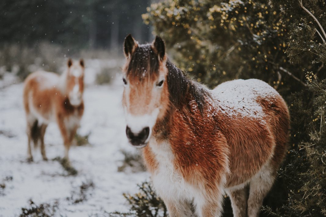 Pony in the snow