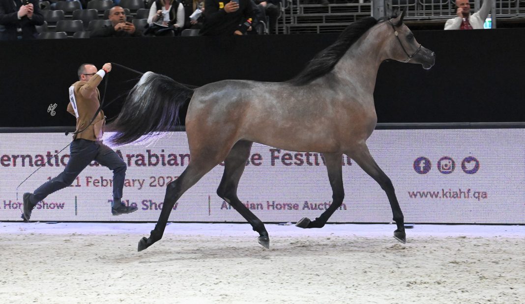 Yearling Filly Champion Aisha Al Sheikh