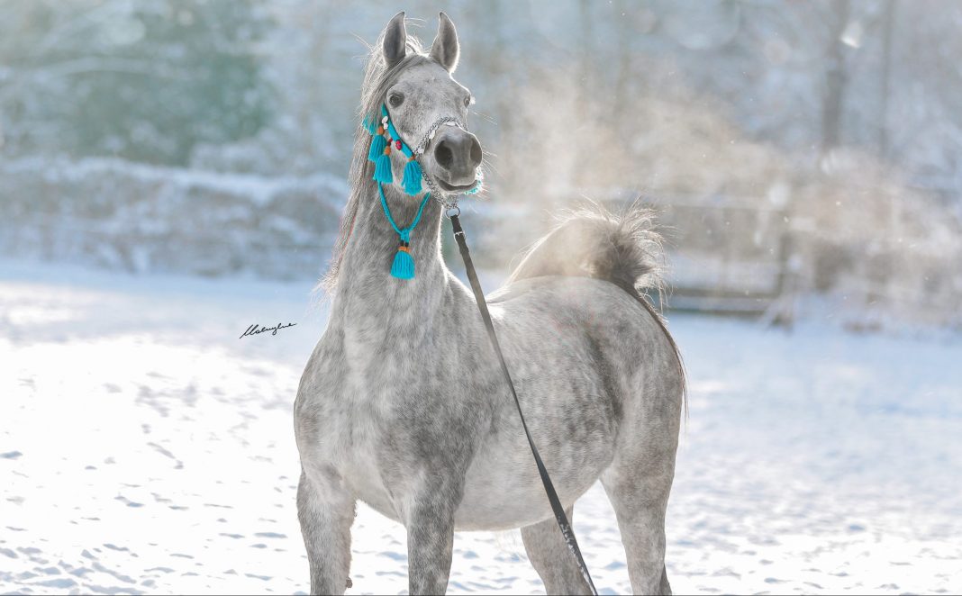 Patrycja Makowska Arabian horse photography The Arabian Magazine