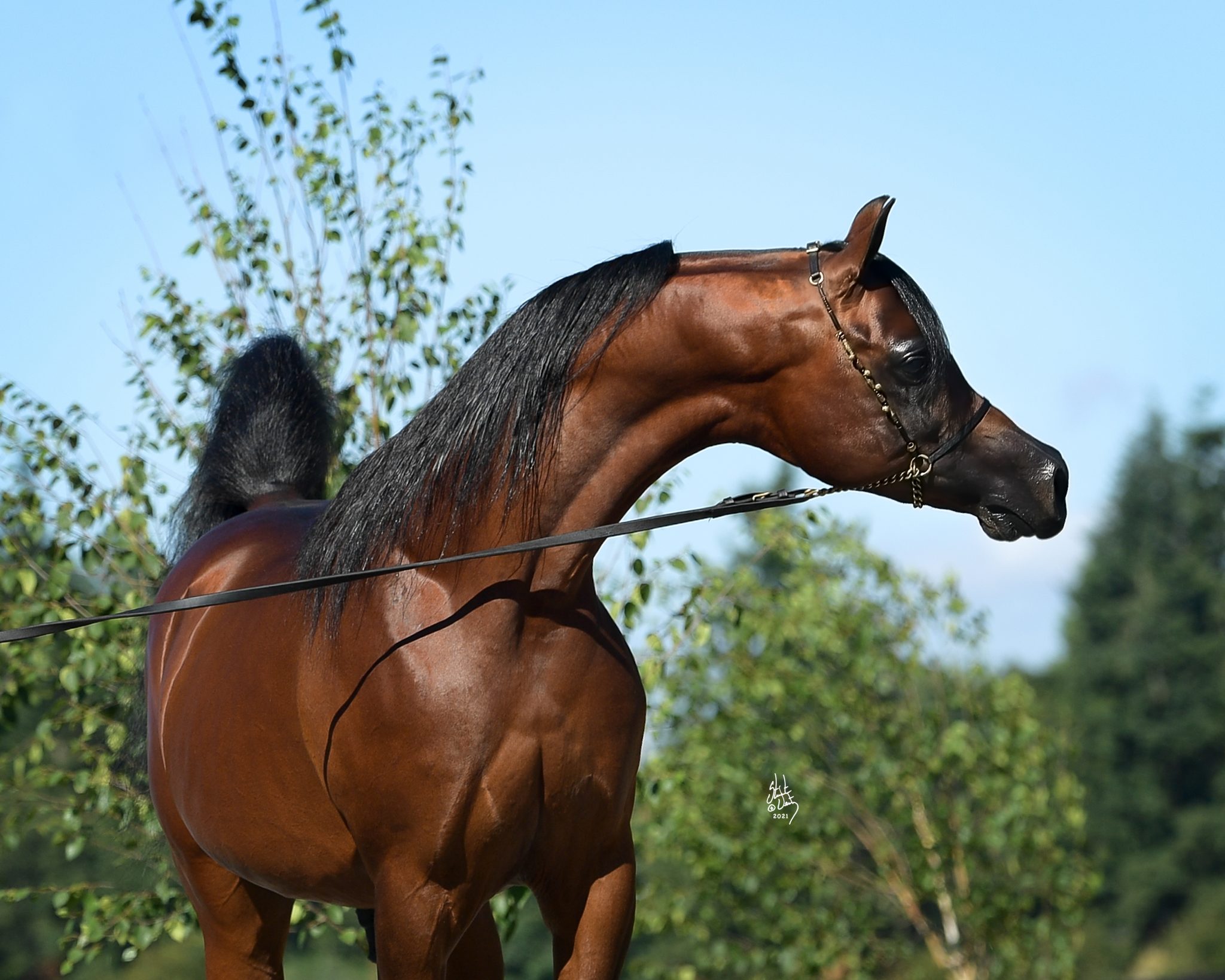 Al Qasimi Stud – the story of IBN Farid - The Arabian Magazine