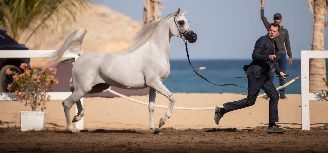 Alrubatiya International Arabian Horse Championships Arabian horse Muscat Bay The Arabian Magazine