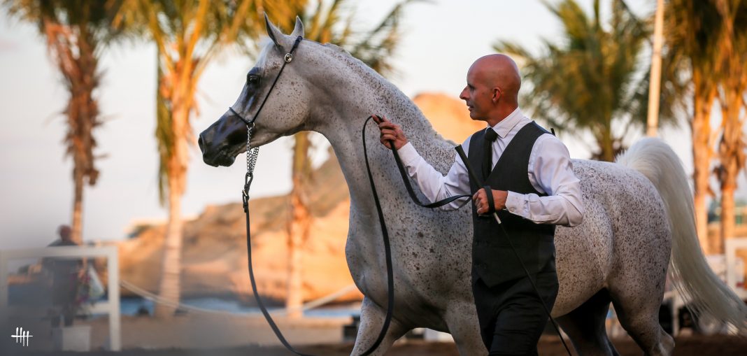 Alrubatiya International Arabian Horse Championships Arabian horse Muscat Bay The Arabian Magazine