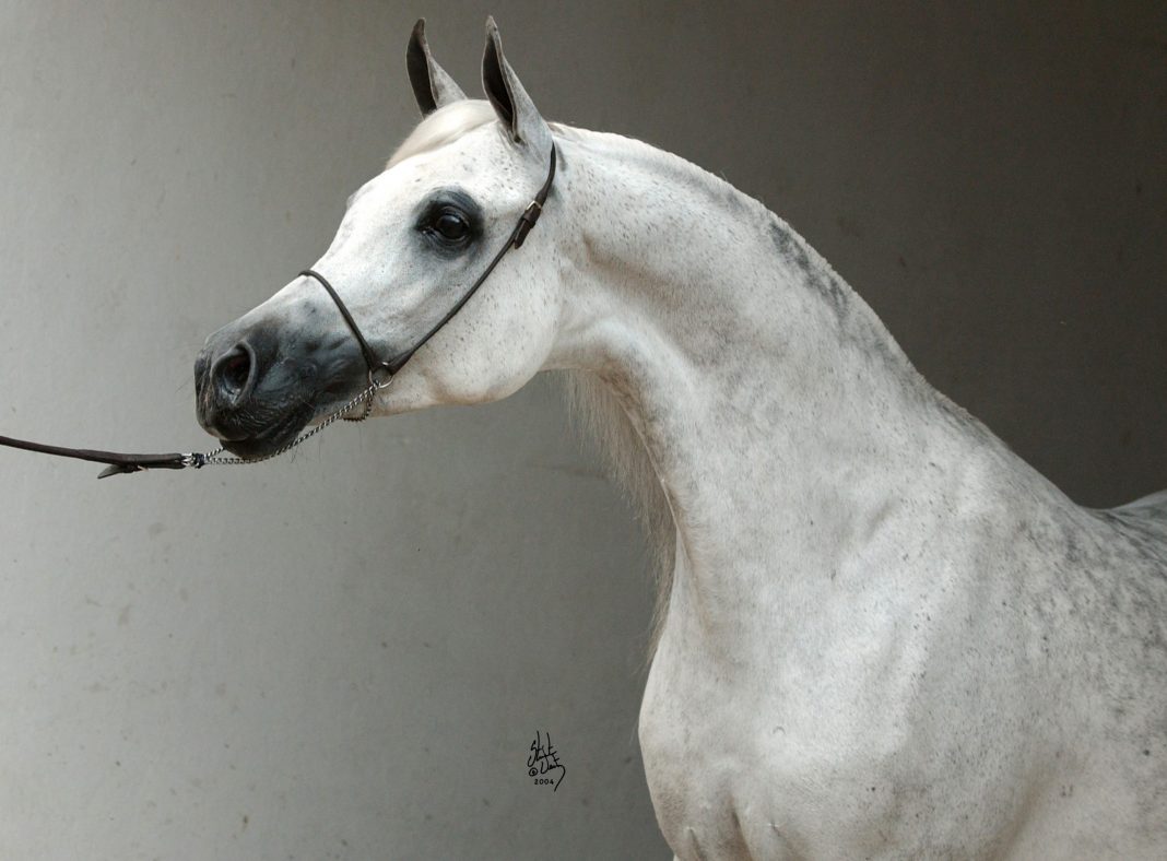 Monogramm Palestyna The Arabian Magazine The Arabian Breeders' Magazine