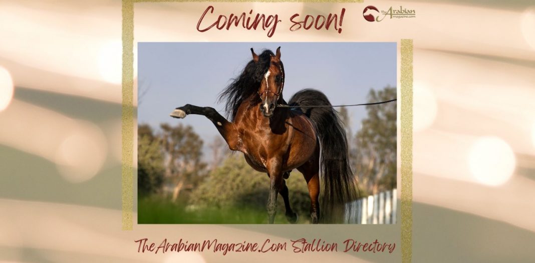 The Arabian Magazine Stallion Directory