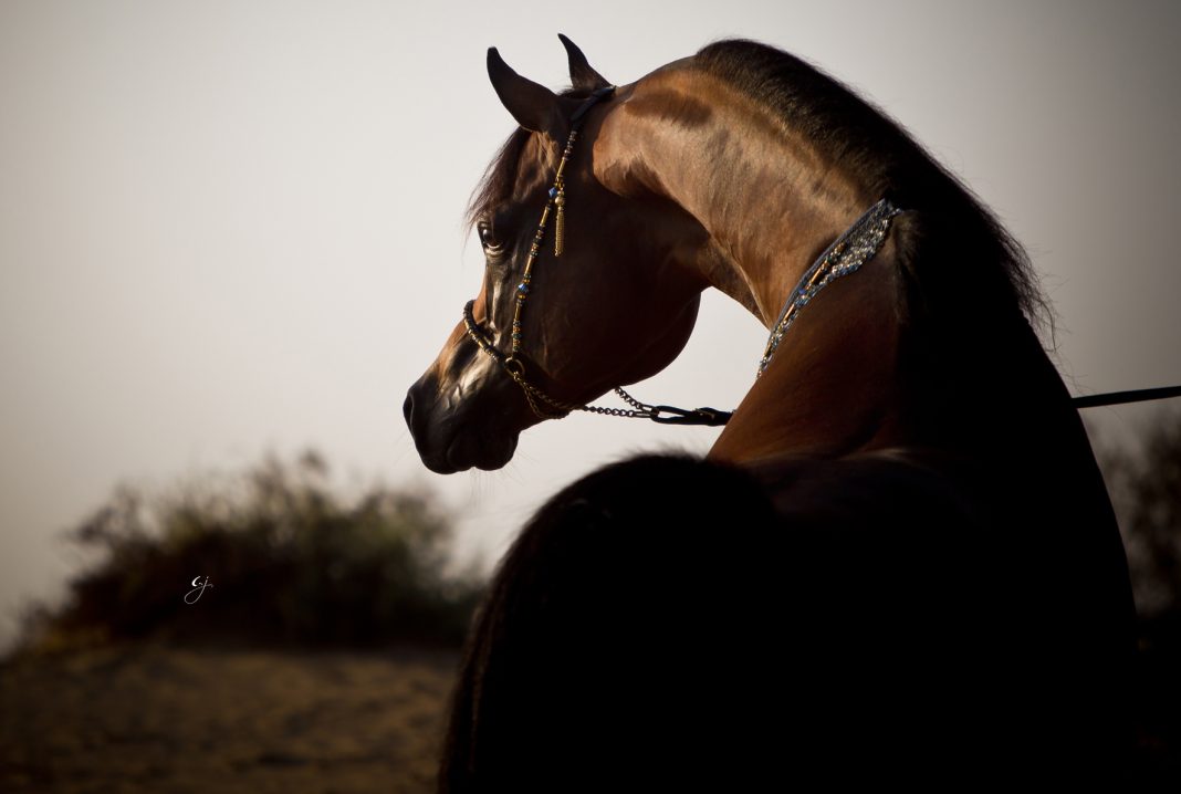 Marajj Marwan al Shaqab RGA Kouress