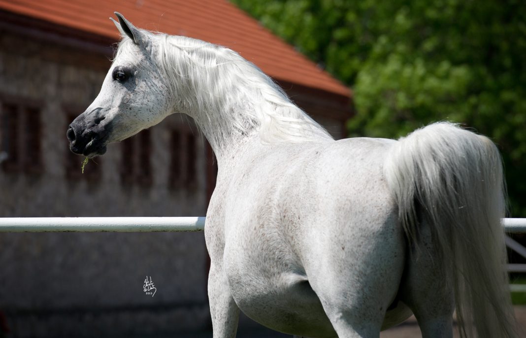 Ekspulsja (Gazal al Shaqab x Elandra by Monogramm)