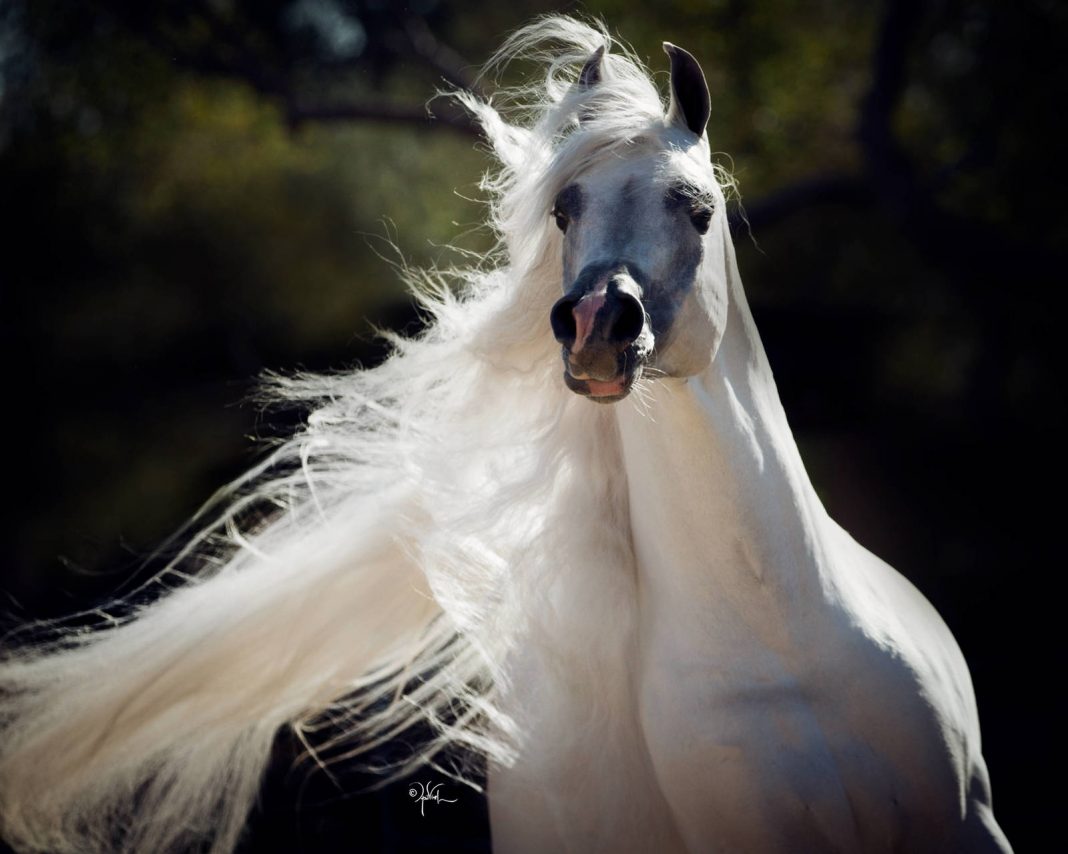 HALYR MEIA LUA Royal Arabians The Arabian Magazine