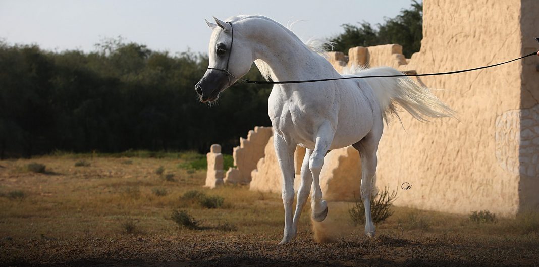 Laheeb Ariela Arabians Al Lahab