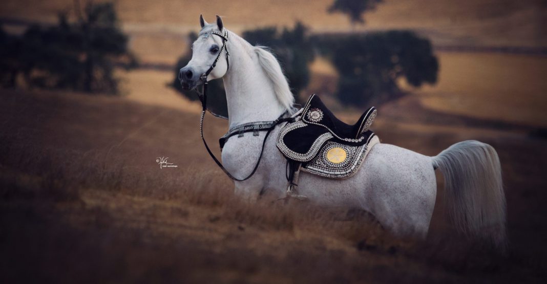 Om El Bellissimo The Arabian Magazine Stallion Directory