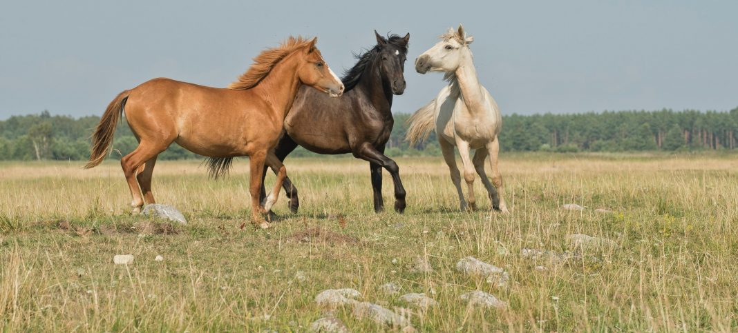 Horses in paddock