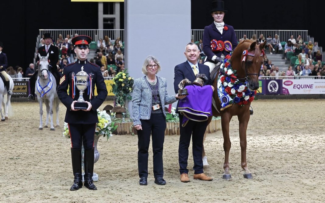 Cipriana Arabian horse HOYS Champion